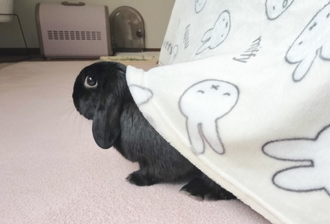 47E28661-F385-4692-A663-40C1F952A7B7