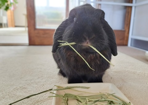 A15F2E4B-ED43-4B46-96D1-66E456F8AB70