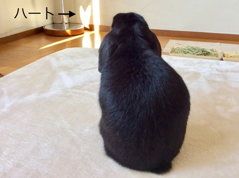 9E56355F-5734-4B46-ABF6-B778DBDD4C69