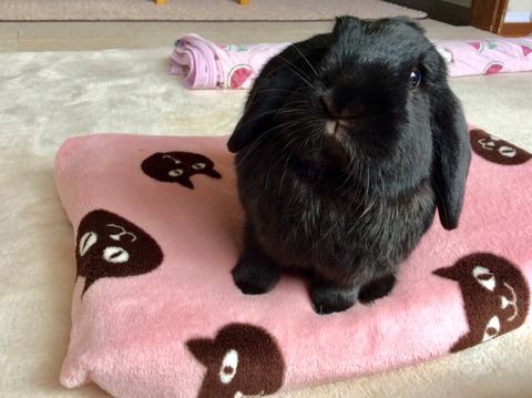 52ABC047-3EA8-4FB6-B1D0-9F995ACF92E3