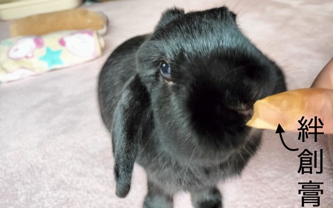 1CA95F60-2B33-408E-A59C-83A318EDEED4