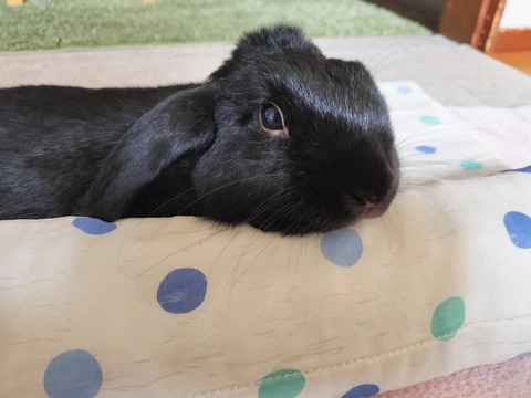 75173B6C-C4F5-4B74-920A-2378C3333E7C