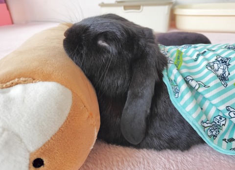 0FA22DDD-4EA1-468D-AB52-B31A2B4F1BC9