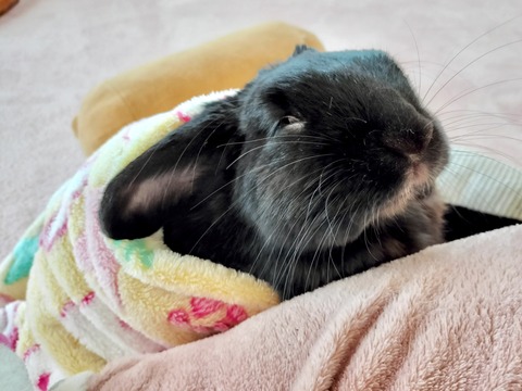 293244E2-BAA7-42CA-812B-09FE6E5D3911