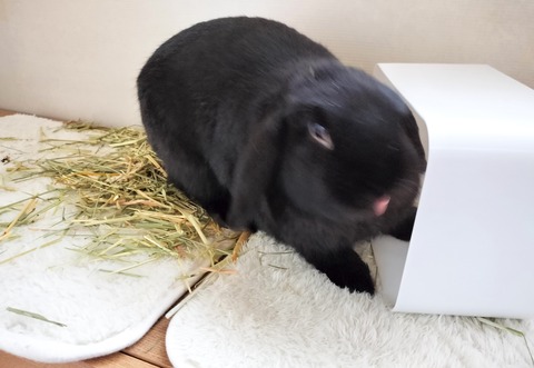 B5D036A7-E103-46E2-9C2A-11DA52579350