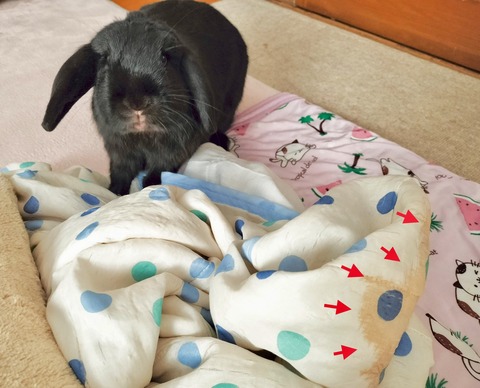 9BA7DCDA-2C3B-48CC-BCEA-01BA994C339F