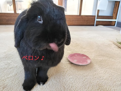 A2049365-E60C-4CDE-BB28-760B8C98F62A