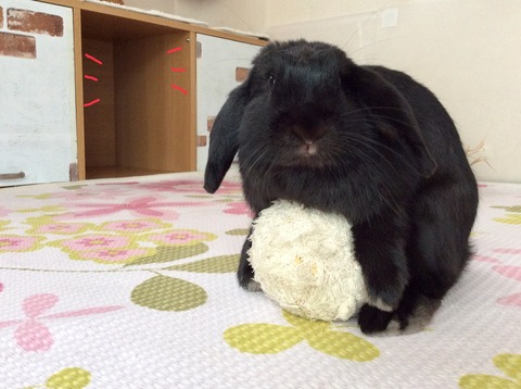 ABBDE5C0-8DA3-48F9-BA1B-806BBA33FB01