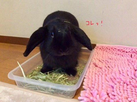 161262CA-13FF-4F06-86DA-7830A1826983