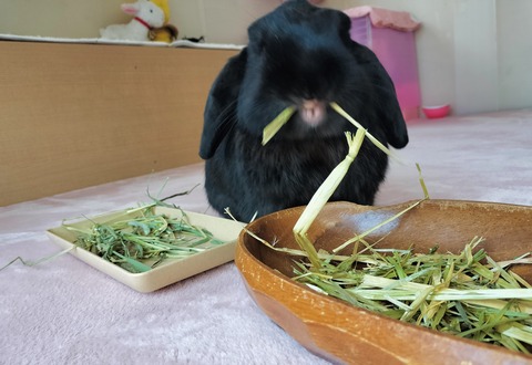 BEBE52D1-EFE5-4ED1-A4C7-10F10C780021