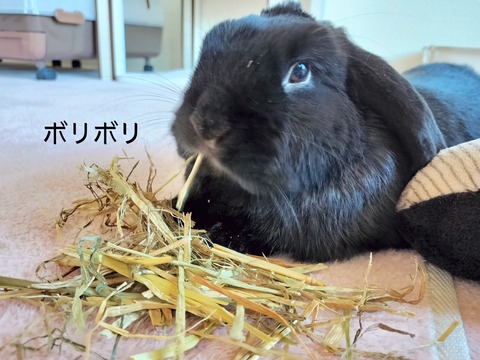 98995061-10B9-4986-B181-C84EDC63E8D6
