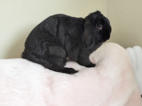 64BB8484-1948-4CFA-B54C-B3237059E7E1