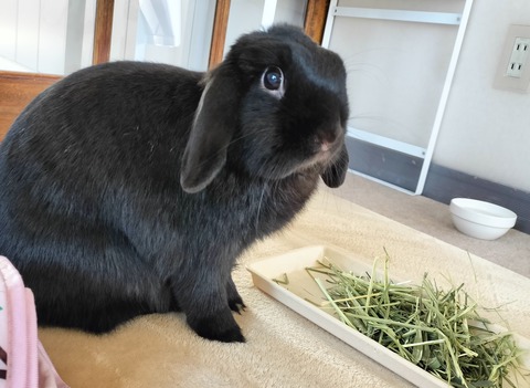 0CDC8993-856C-462F-B593-7E8C410FDC1C