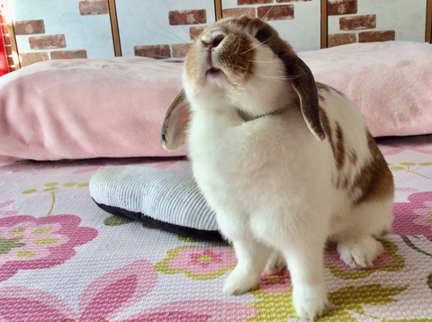 0DE95A2E-F6BA-474F-BD5F-1CFDC1E220B3