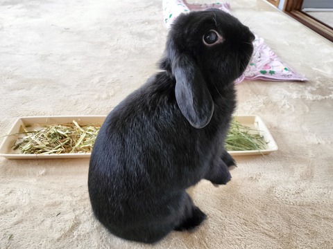 A7E58C52-852A-4248-834C-C740431AE300