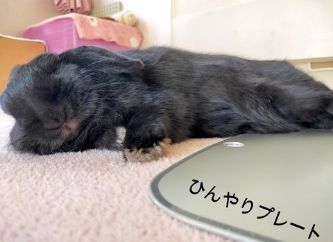 EDA44F3F-1F2D-43DE-A75A-CDC2D987D75E