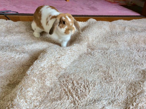 6E3C08BC-B17F-435D-8770-E61FBFA27EB6