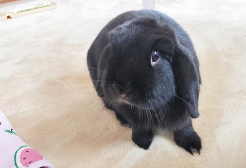 85EE401A-3787-479F-B66D-3D746F1396D8