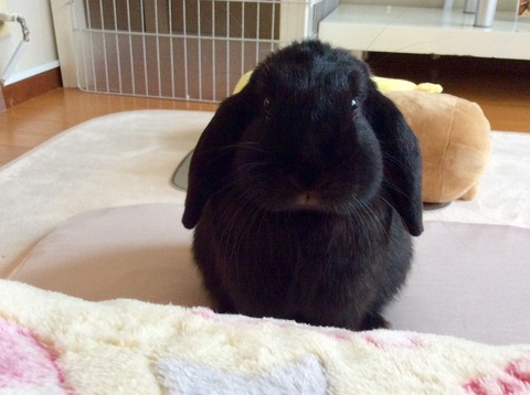 A1C3B8E3-58C7-430B-8D93-CDF74C35C6CD