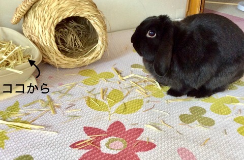 6FF74EE8-450A-40B3-9142-A3AFCF2D0A69