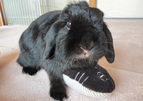 E1B1081A-2D9A-4EC1-9254-58C11D412AAA