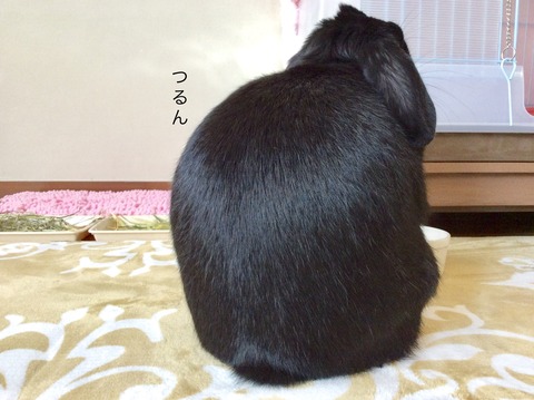 9443D267-4051-4ED2-96E1-72A8C60EC986