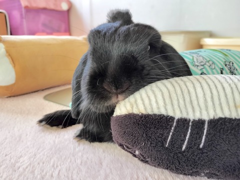 6AB7E1BE-54E8-47DB-B01C-89A7BA382CEC