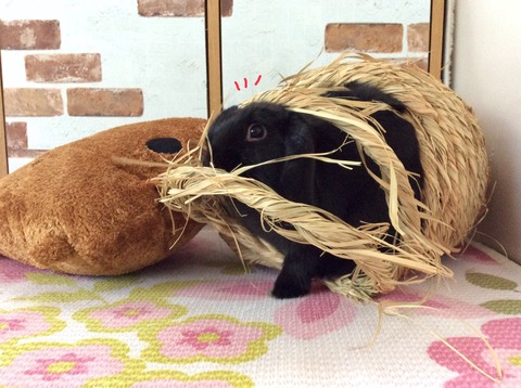 E03938A4-14F1-4FD5-9FBA-EB506FEDE134