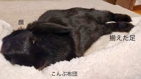 A68CDA51-27C0-41B8-A2CE-402CF0F11462