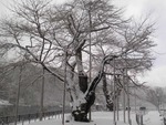 syokawas1