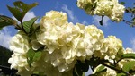 natuiro4