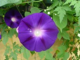 asagao