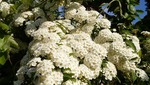 natuiro2