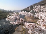sakura260415