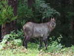 sika3