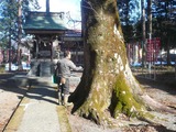 keyaki2