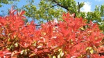 natuiro1