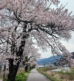 koboku1