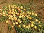 tamanegi