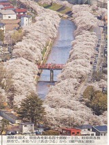 sakura