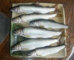 ayu