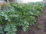 daikon