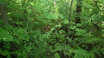 abura10