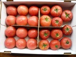 tomato