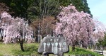sakura2903