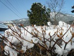 dodan