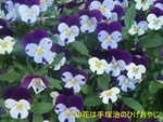 hana3