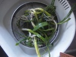 daikon6