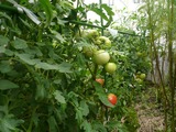 tomato1