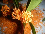 kinmoku3